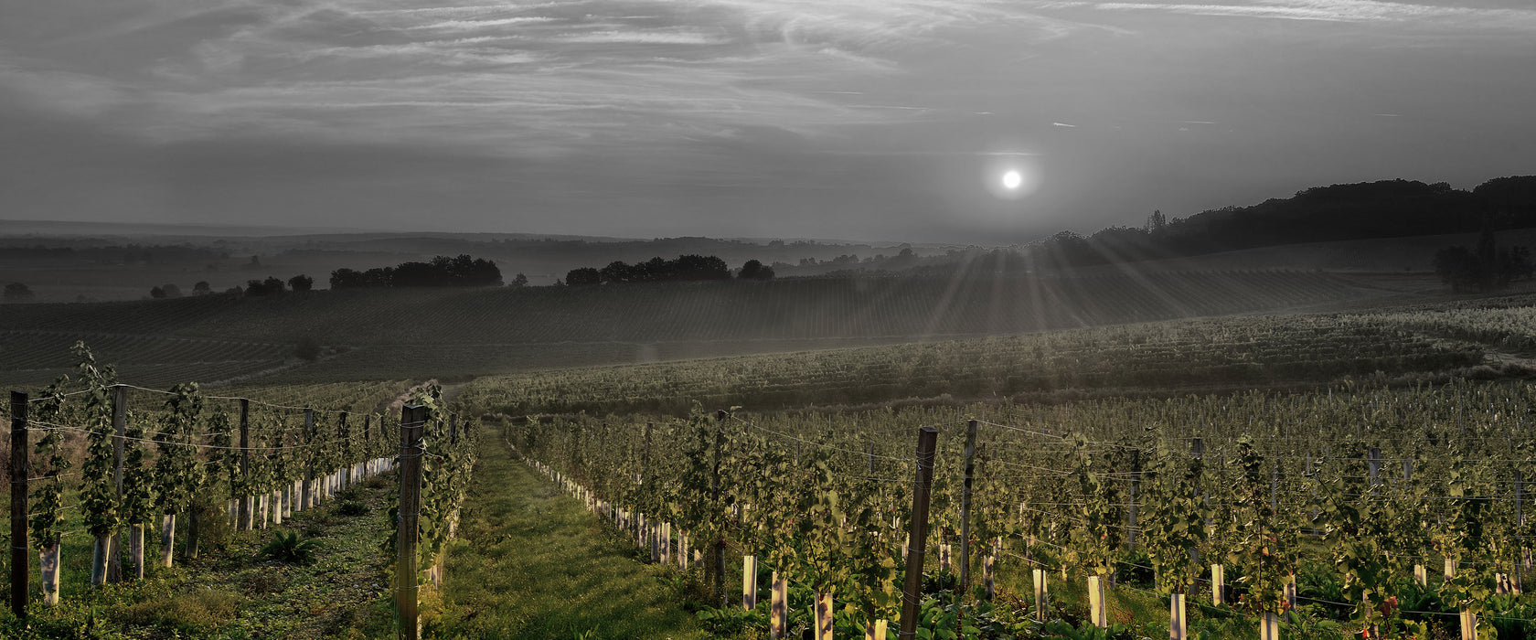 Weinberg in Bergerac Frankreich, Glasbild Panorama