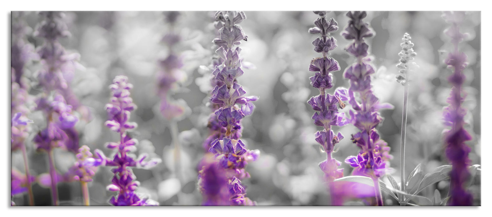 Pixxprint schöne violette Lavendelblüten, Glasbild Panorama