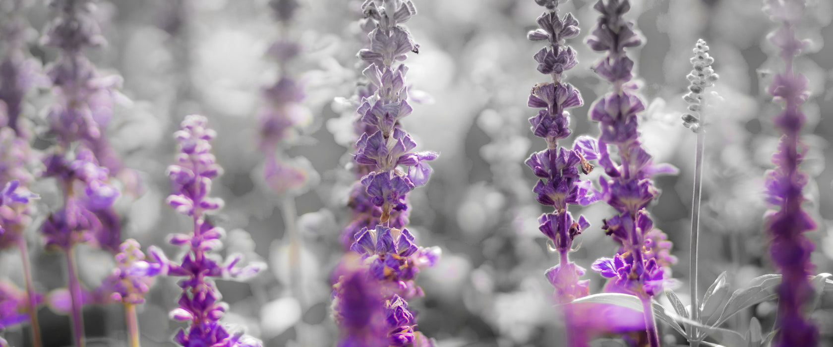 schöne violette Lavendelblüten, Glasbild Panorama