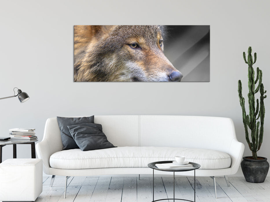 Porträt des europäischen Wolfes, Glasbild Panorama