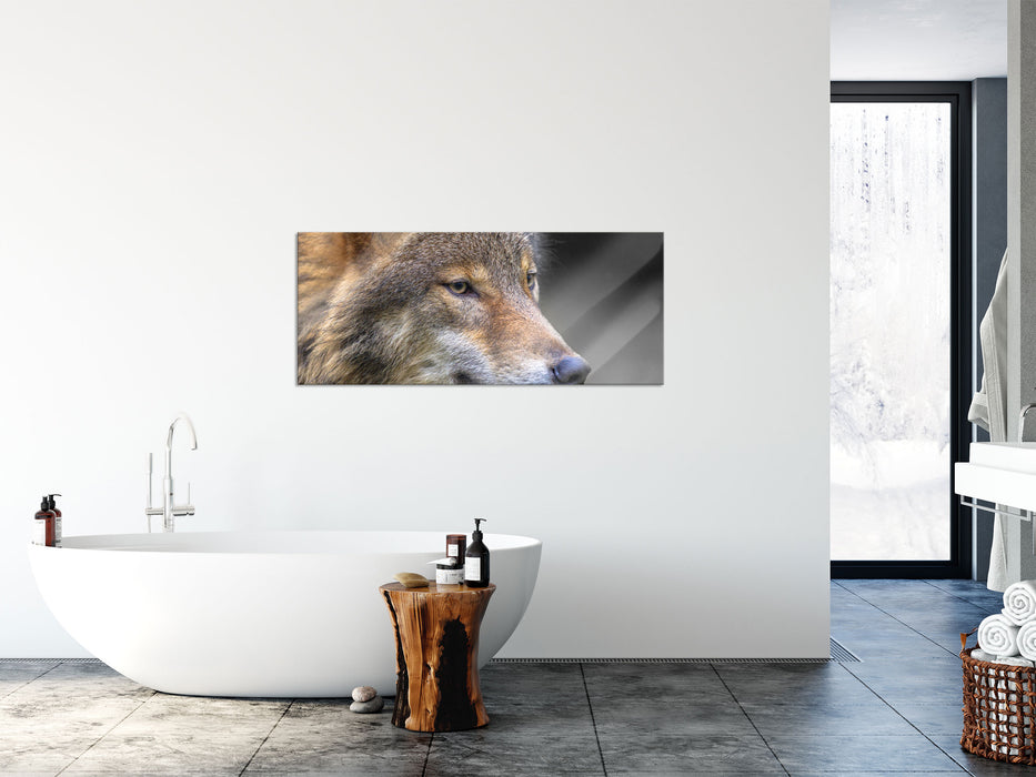 Porträt des europäischen Wolfes, Glasbild Panorama