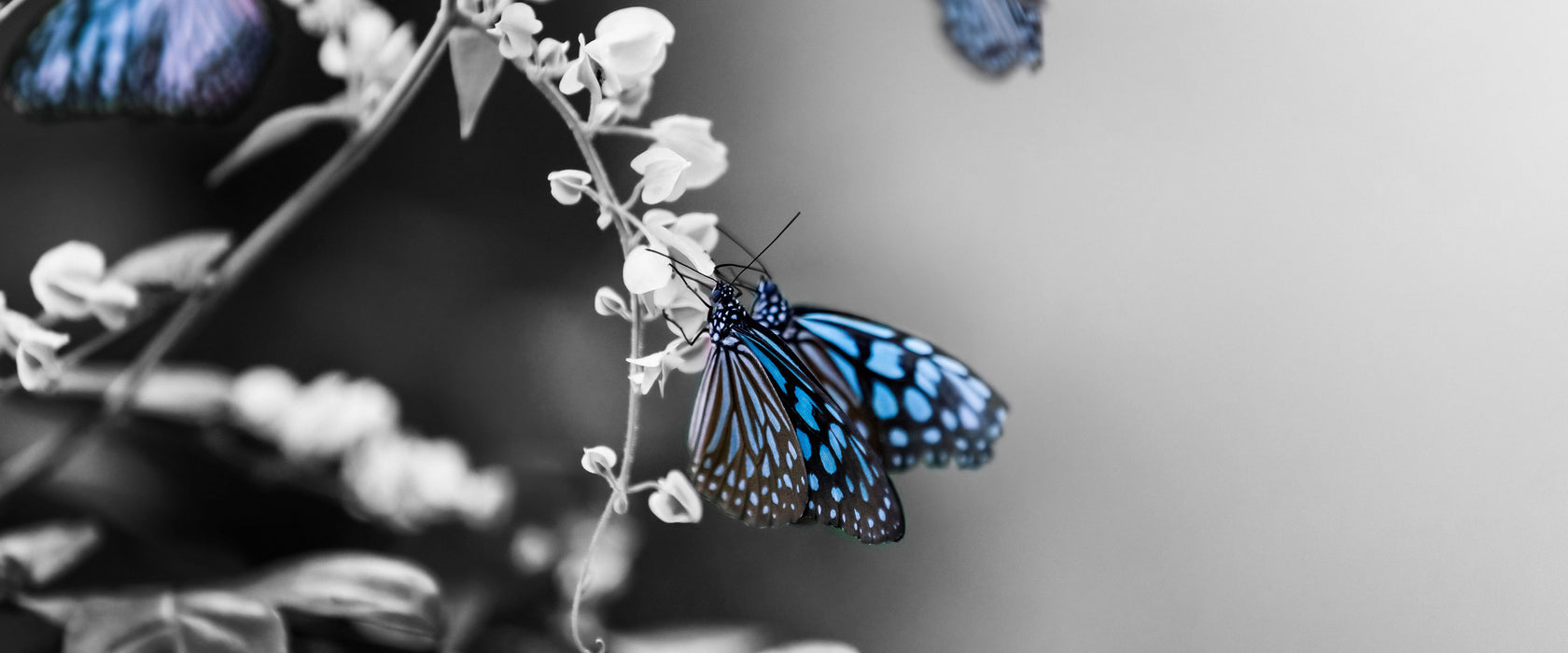 Schmetterlinge auf Blumen, Glasbild Panorama