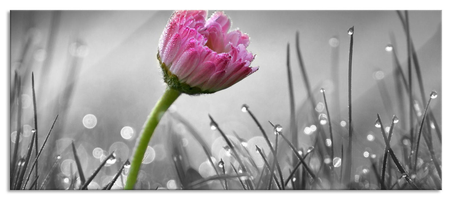 Pixxprint rosa Gänseblümchen im Gras, Glasbild Panorama