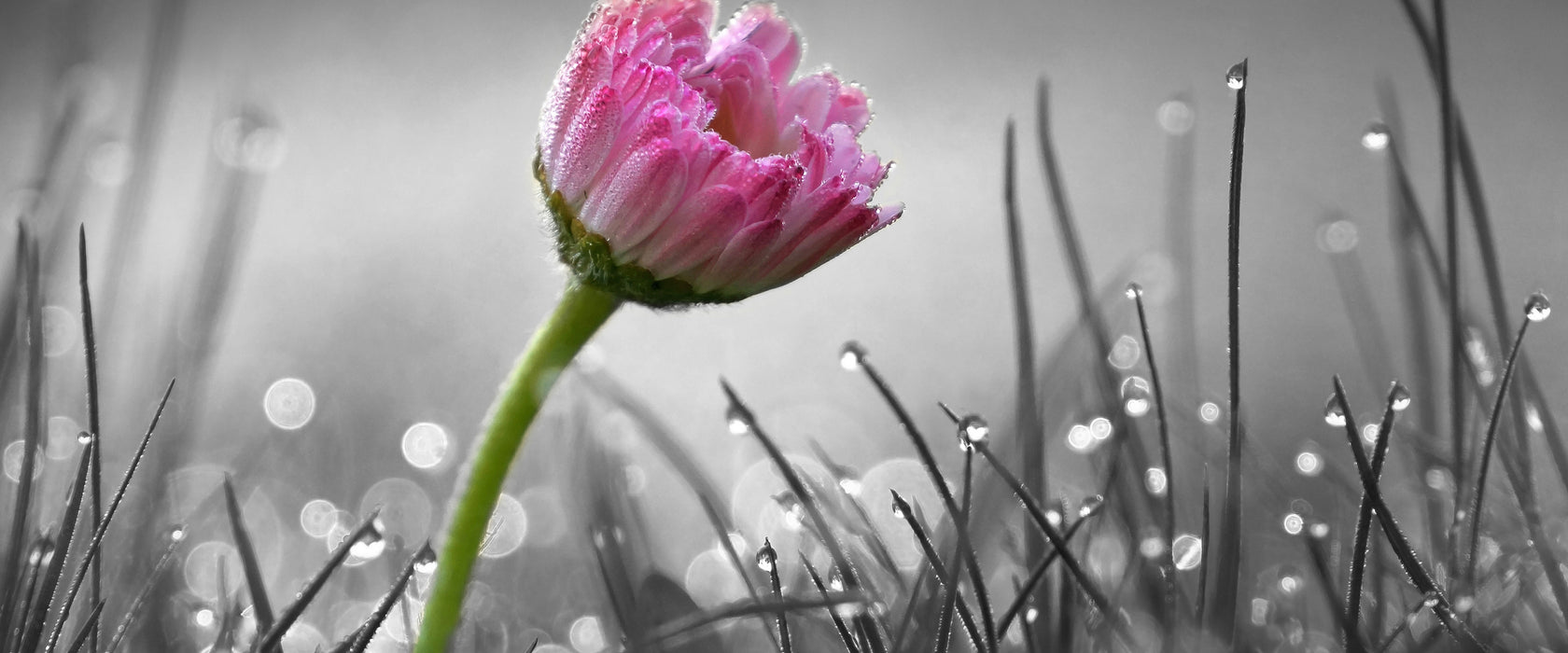 rosa Gänseblümchen im Gras, Glasbild Panorama