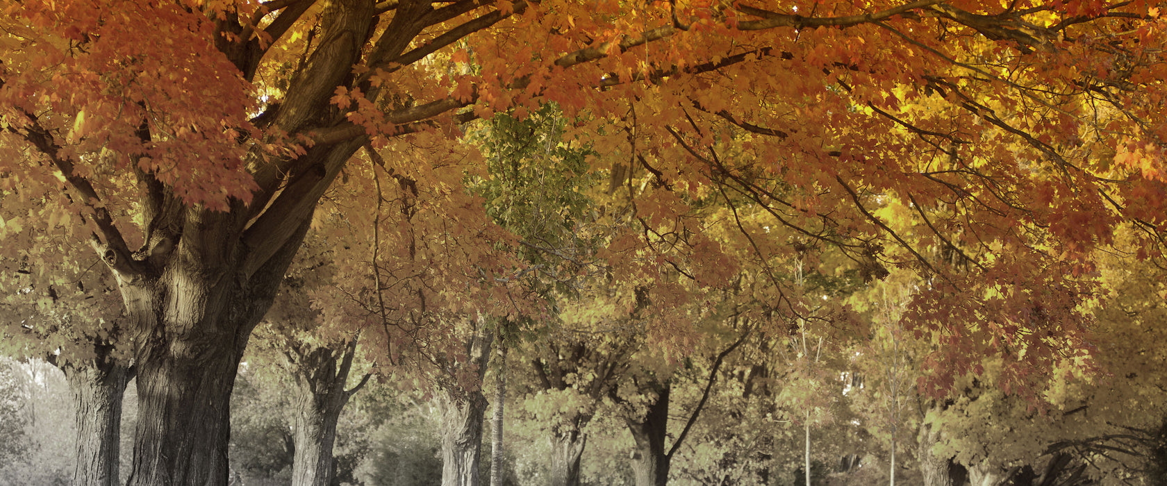 schöne Herbstlandschaft, Glasbild Panorama