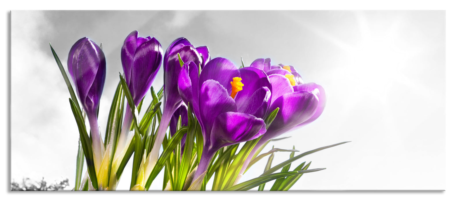 Pixxprint Kunst Frühling florwer Hintergrund, Glasbild Panorama