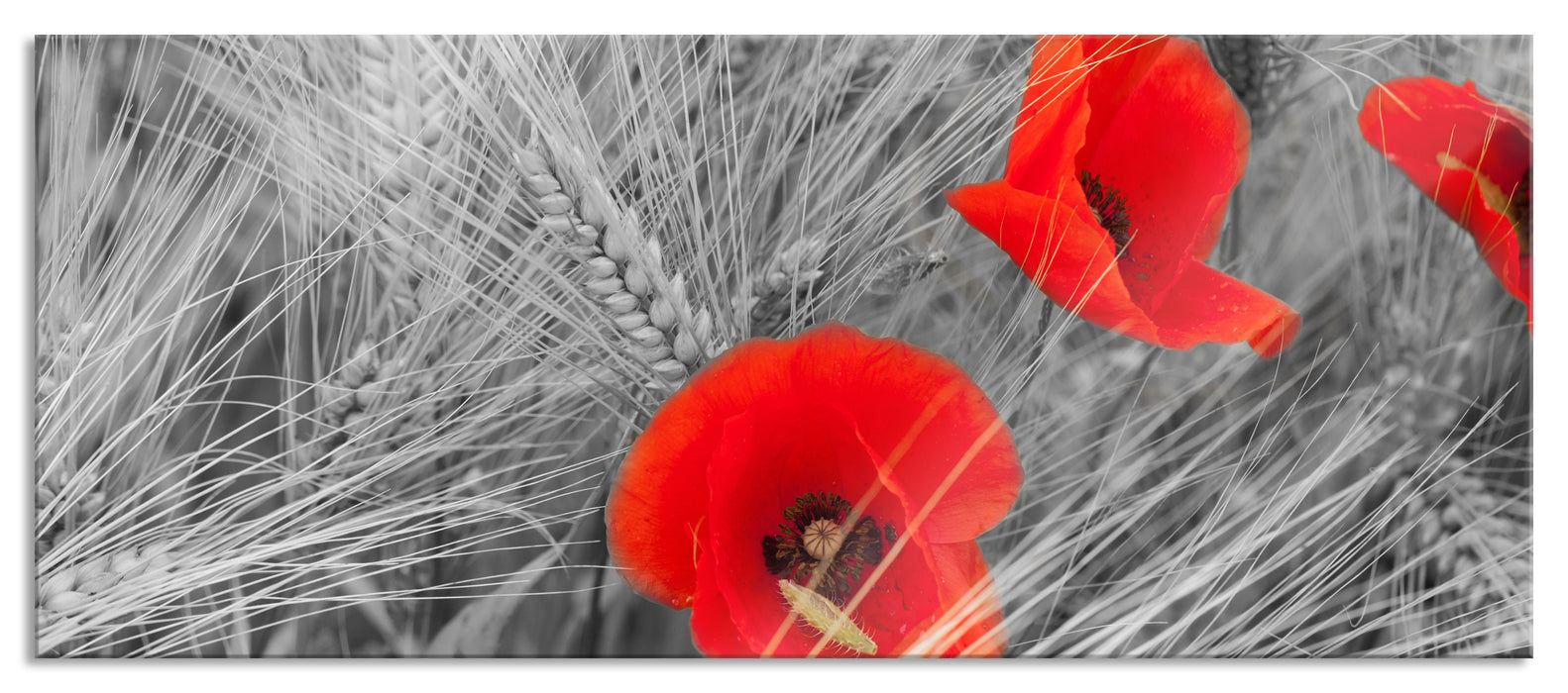 Pixxprint Mohnblumen auf dem Mais-Feld, Glasbild Panorama