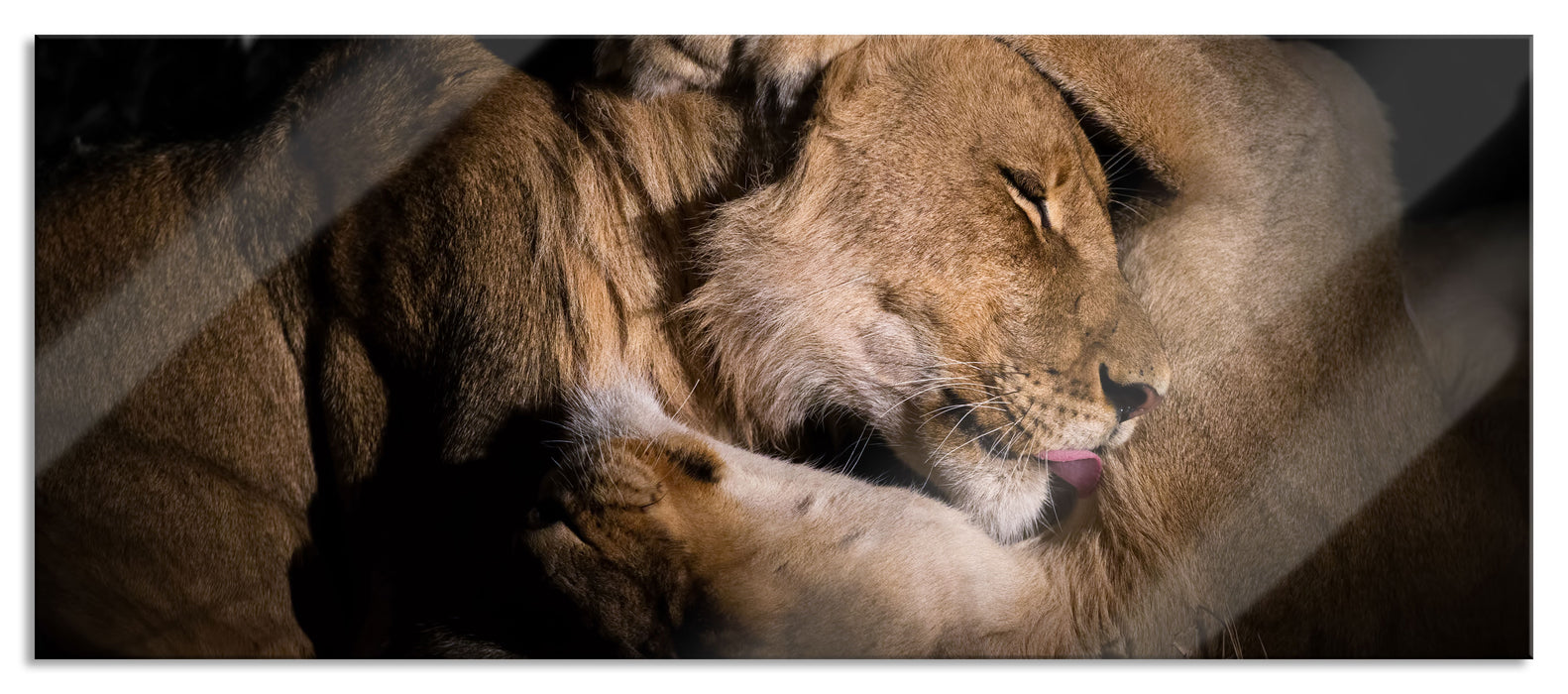 Pixxprint Männer & Frauen Löwe kuscheln, Glasbild Panorama