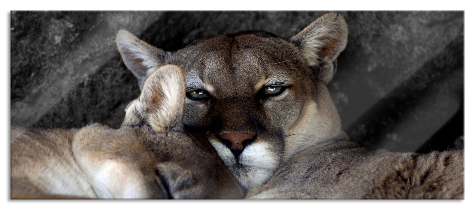 Pixxprint verschlafenes Puma Paar, Glasbild Panorama