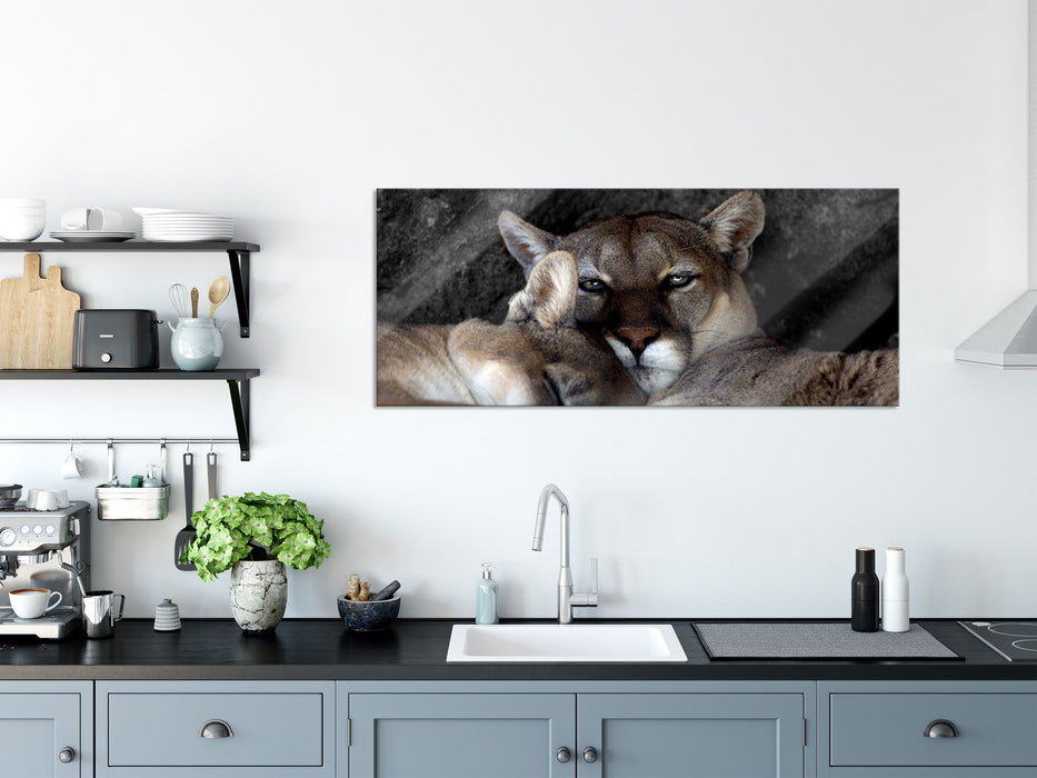 verschlafenes Puma Paar, Glasbild Panorama