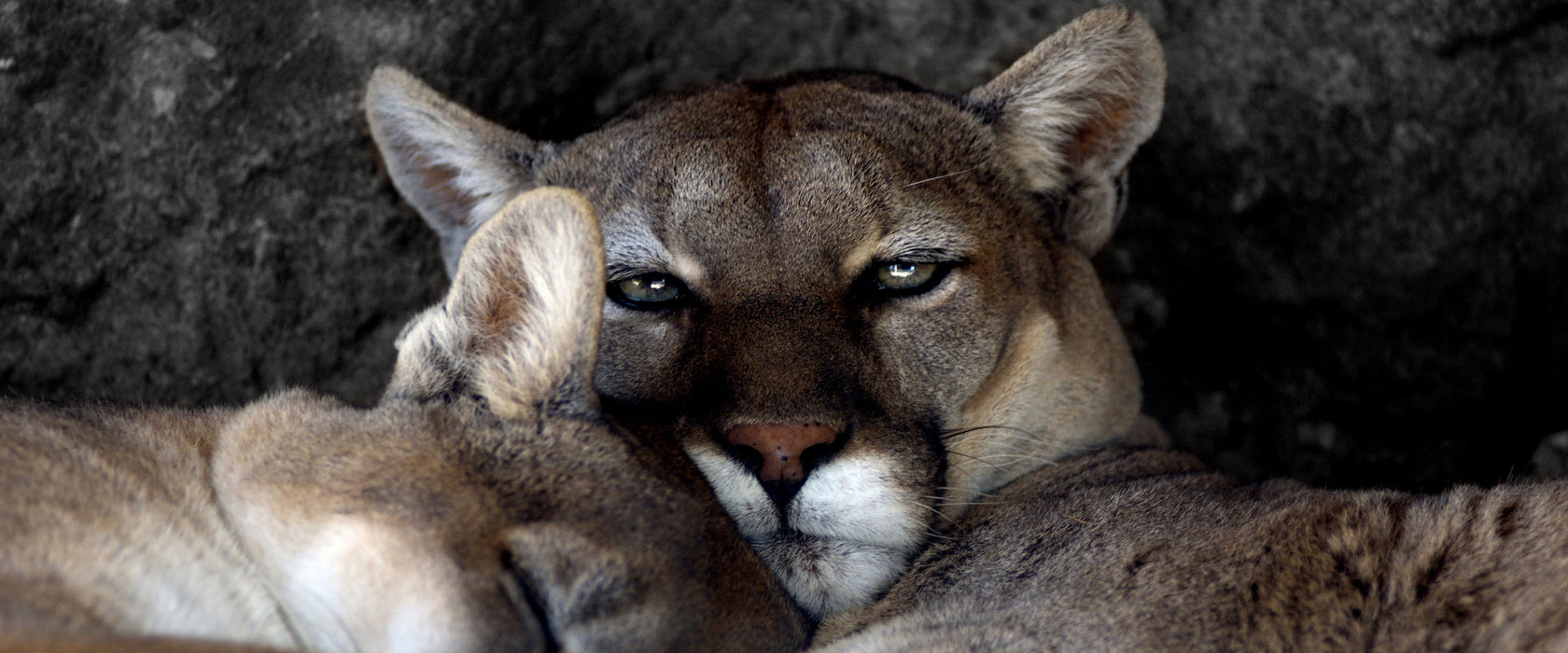 verschlafenes Puma Paar, Glasbild Panorama