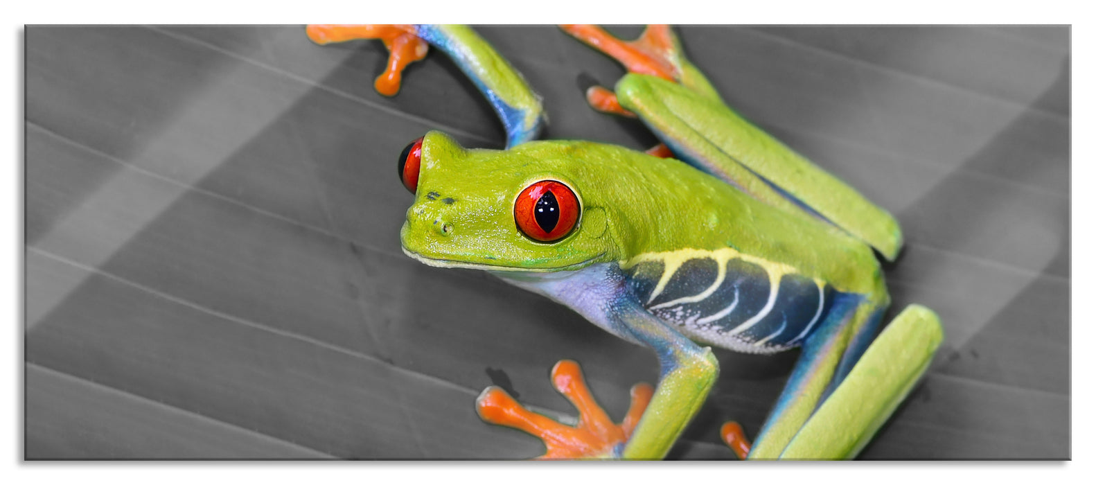 Pixxprint kleiner grüner Frosch auf Blatt, Glasbild Panorama