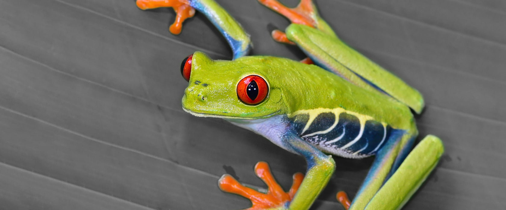 kleiner grüner Frosch auf Blatt, Glasbild Panorama