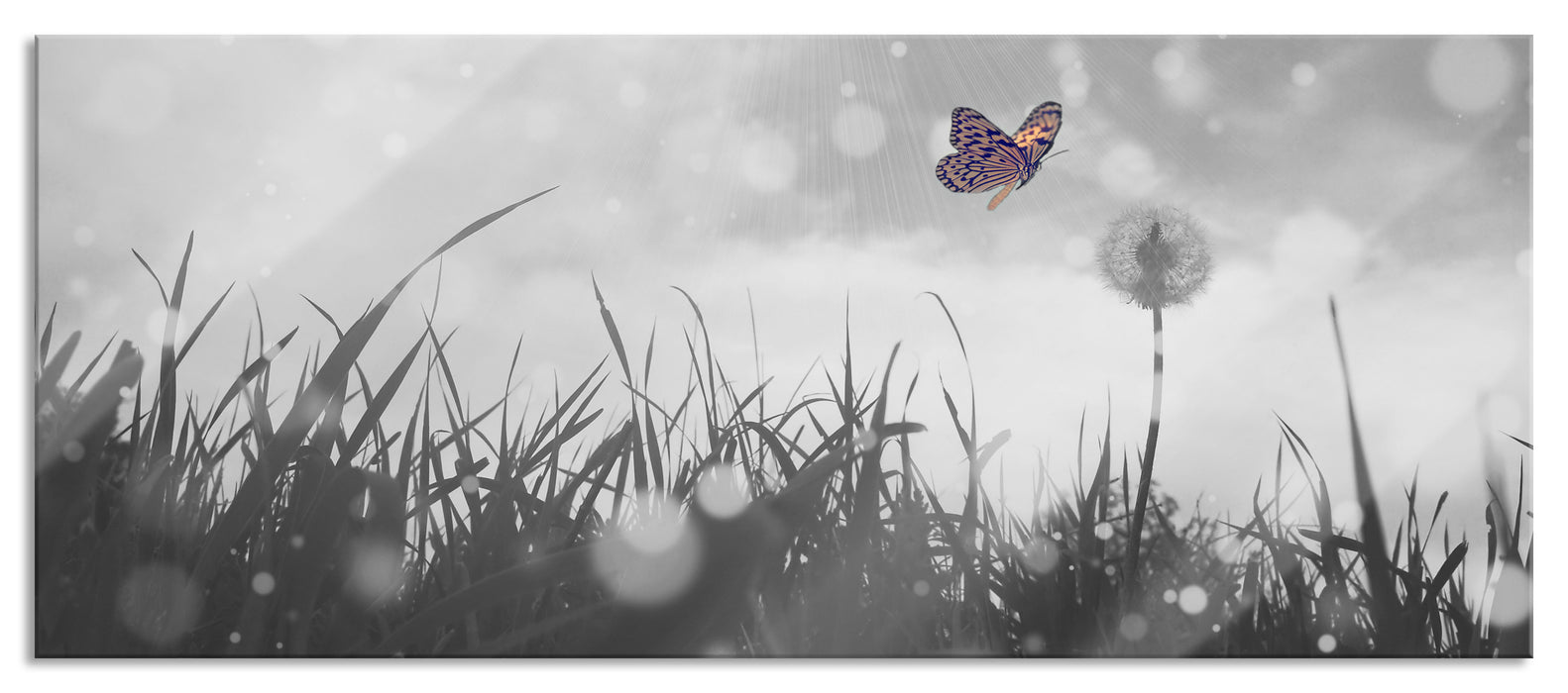 Pixxprint Schmetterling fliegt zu Pusteblume, Glasbild Panorama