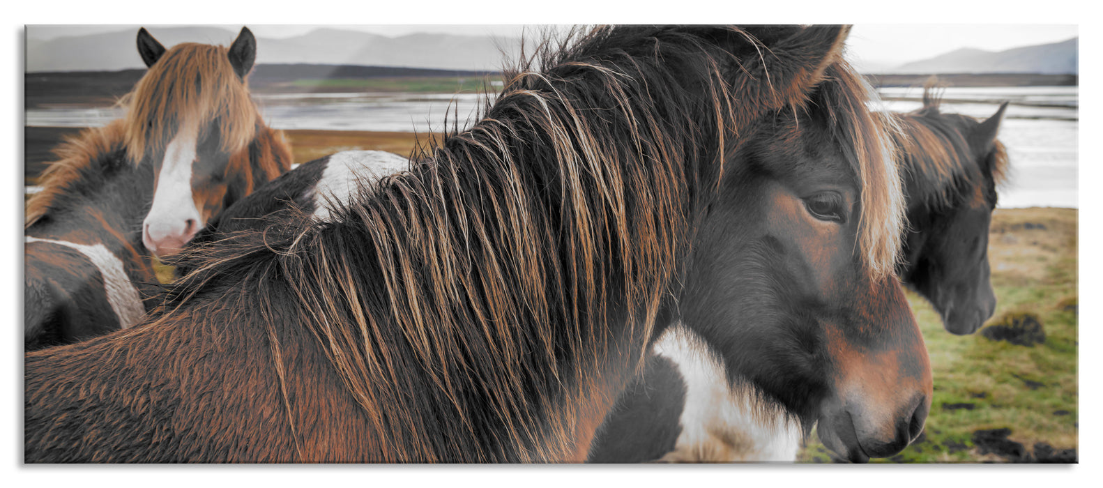 Pixxprint Herde aus schönen Wildpferden, Glasbild Panorama