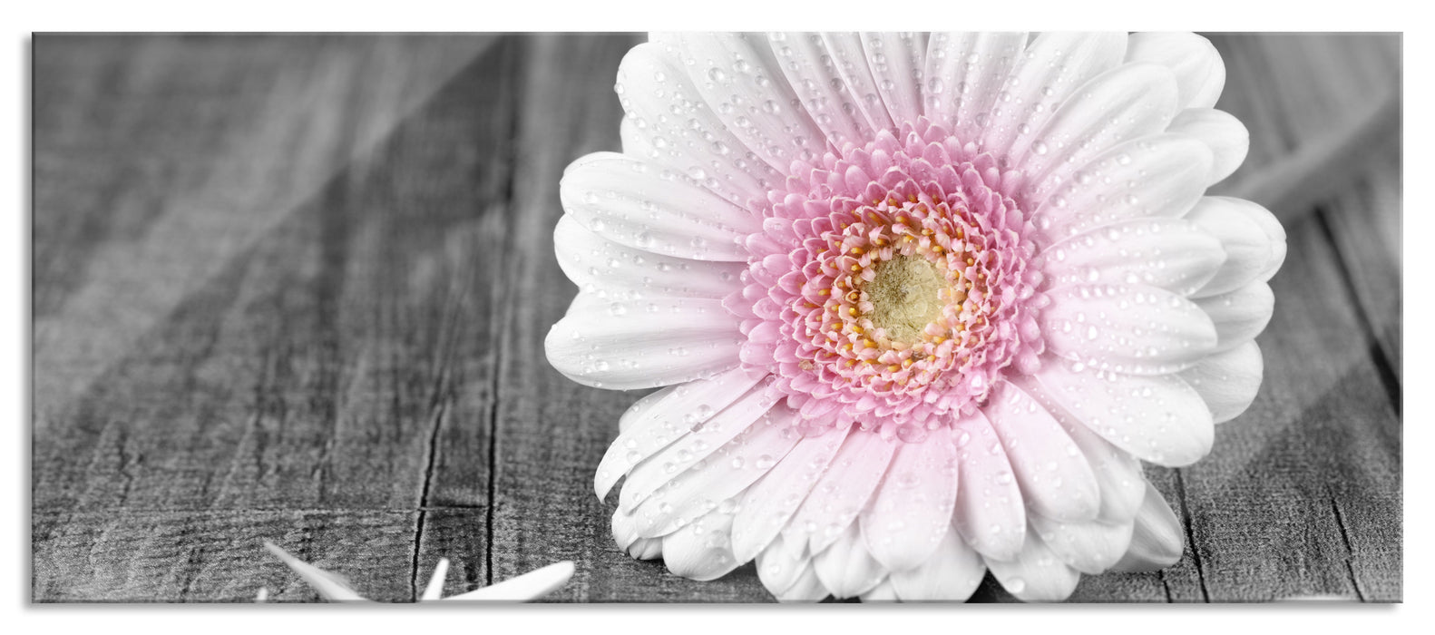 Pixxprint pinke Gerbera auf rustikalem Boden, Glasbild Panorama