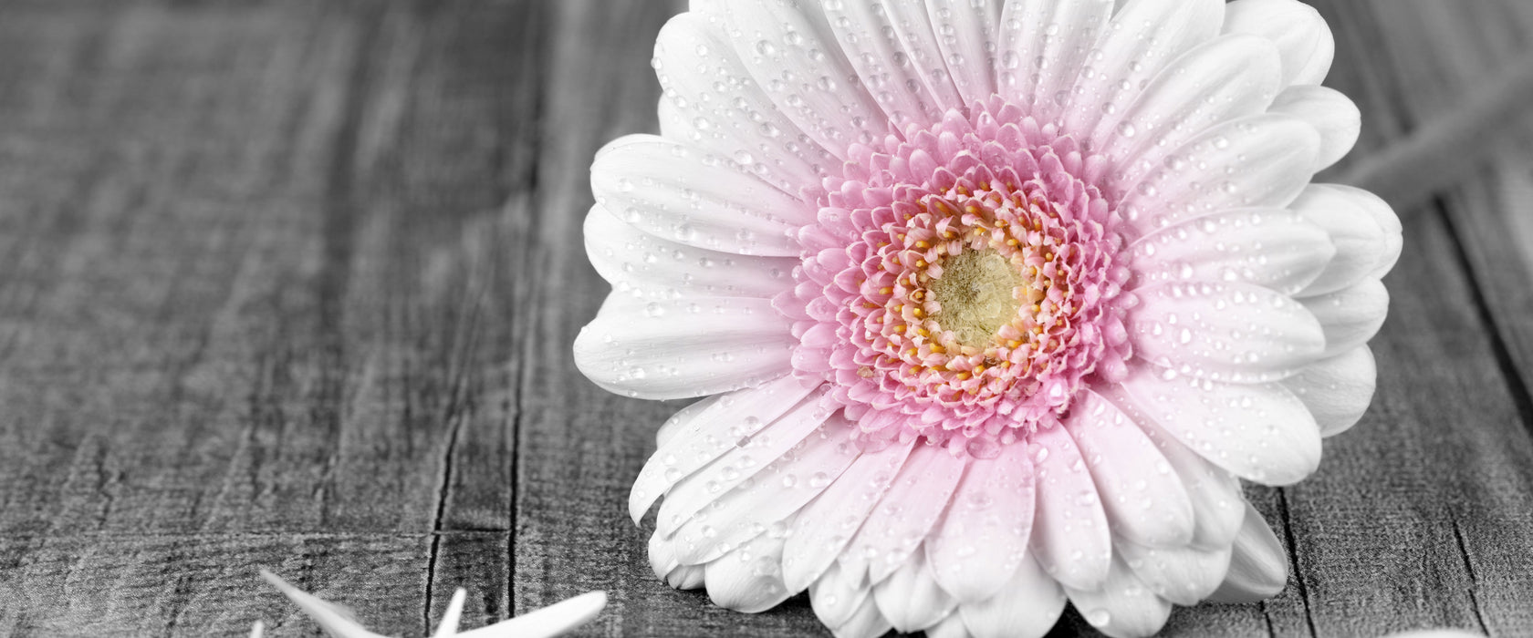 pinke Gerbera auf rustikalem Boden, Glasbild Panorama