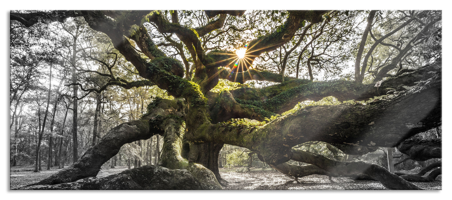 Pixxprint gigantisch verzweigter Baum, Glasbild Panorama