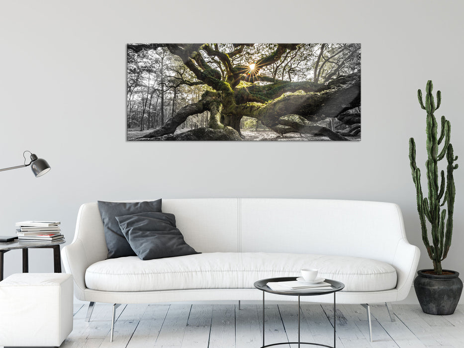 gigantisch verzweigter Baum, Glasbild Panorama