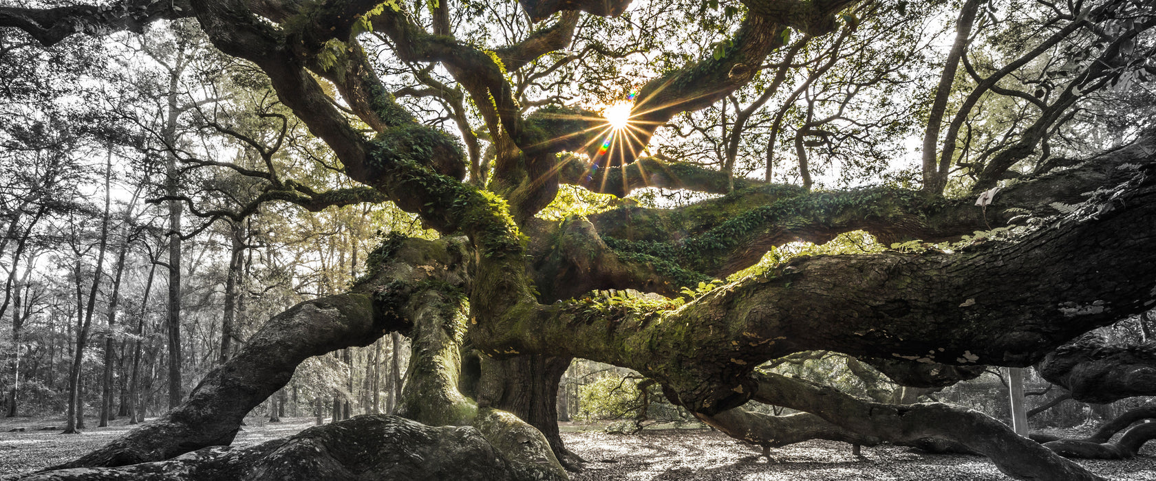 gigantisch verzweigter Baum, Glasbild Panorama