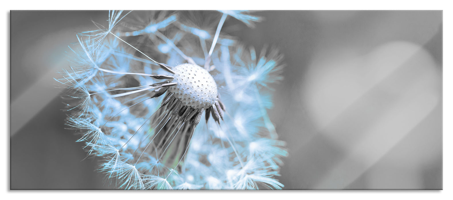 Pixxprint Schöner weißer Löwenzahn, Glasbild Panorama