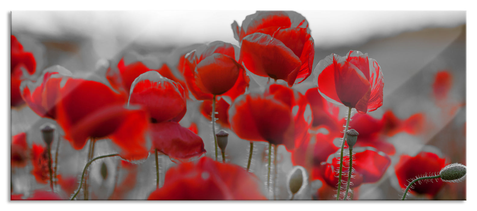 Pixxprint Feuriger Mohn, Glasbild Panorama