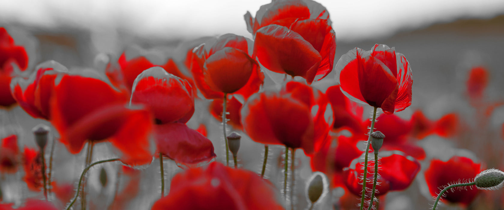 Feuriger Mohn, Glasbild Panorama