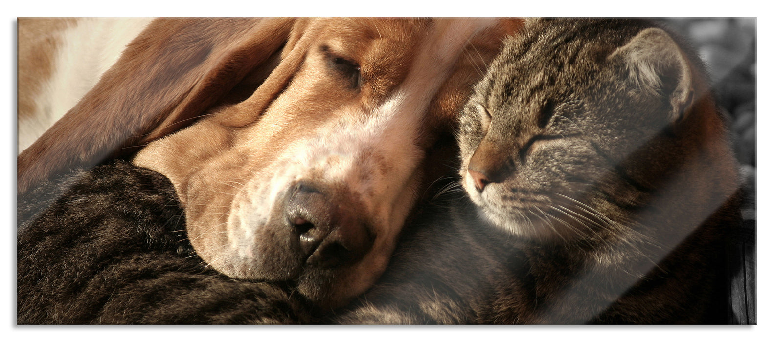 Pixxprint Katze und Hund kuschelnd, Glasbild Panorama