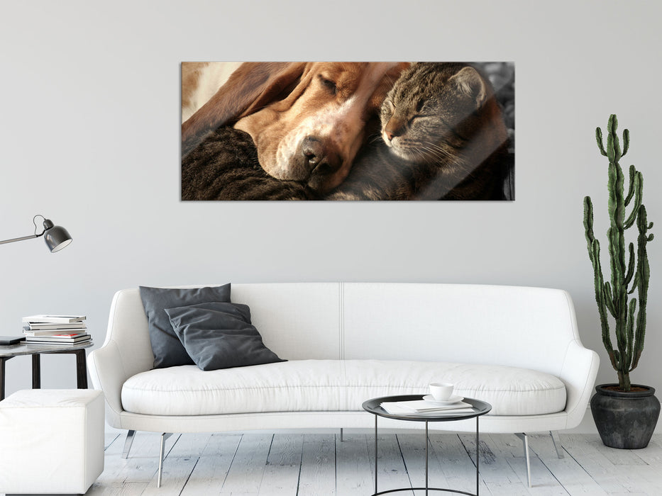 Katze und Hund kuschelnd, Glasbild Panorama