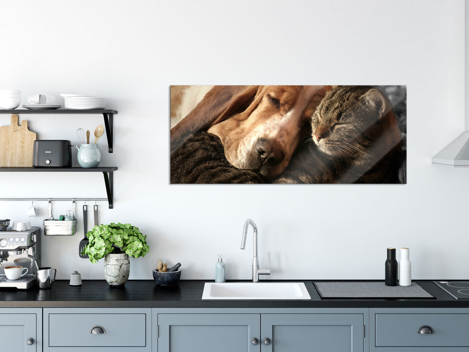 Katze und Hund kuschelnd, Glasbild Panorama