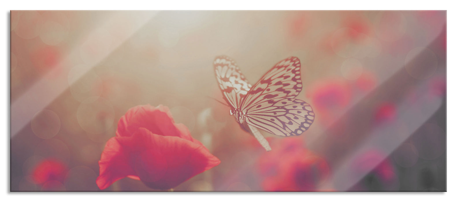 Pixxprint Mohn und Schmetterling, Glasbild Panorama