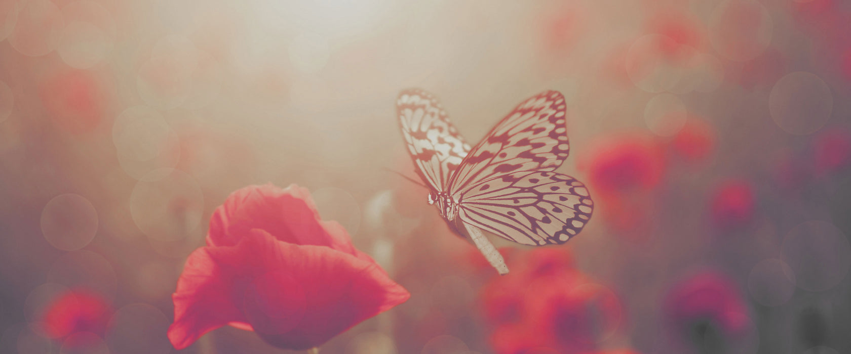 Mohn und Schmetterling, Glasbild Panorama