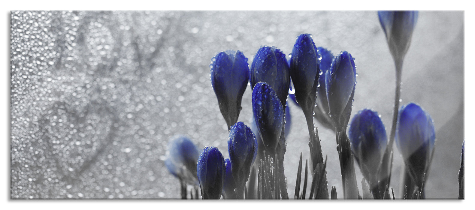 Pixxprint Frühlingsblumen Love, Glasbild Panorama