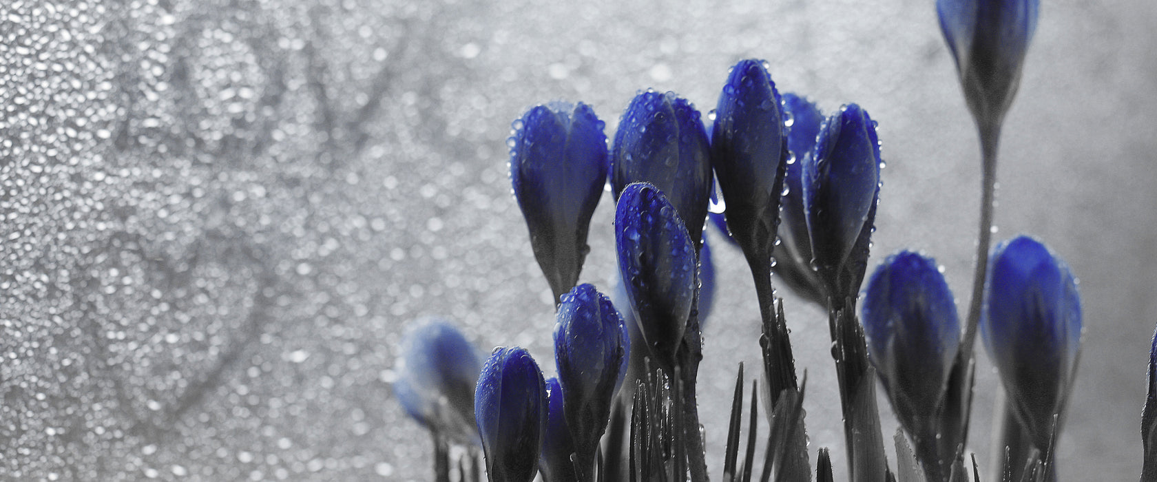 Frühlingsblumen Love, Glasbild Panorama