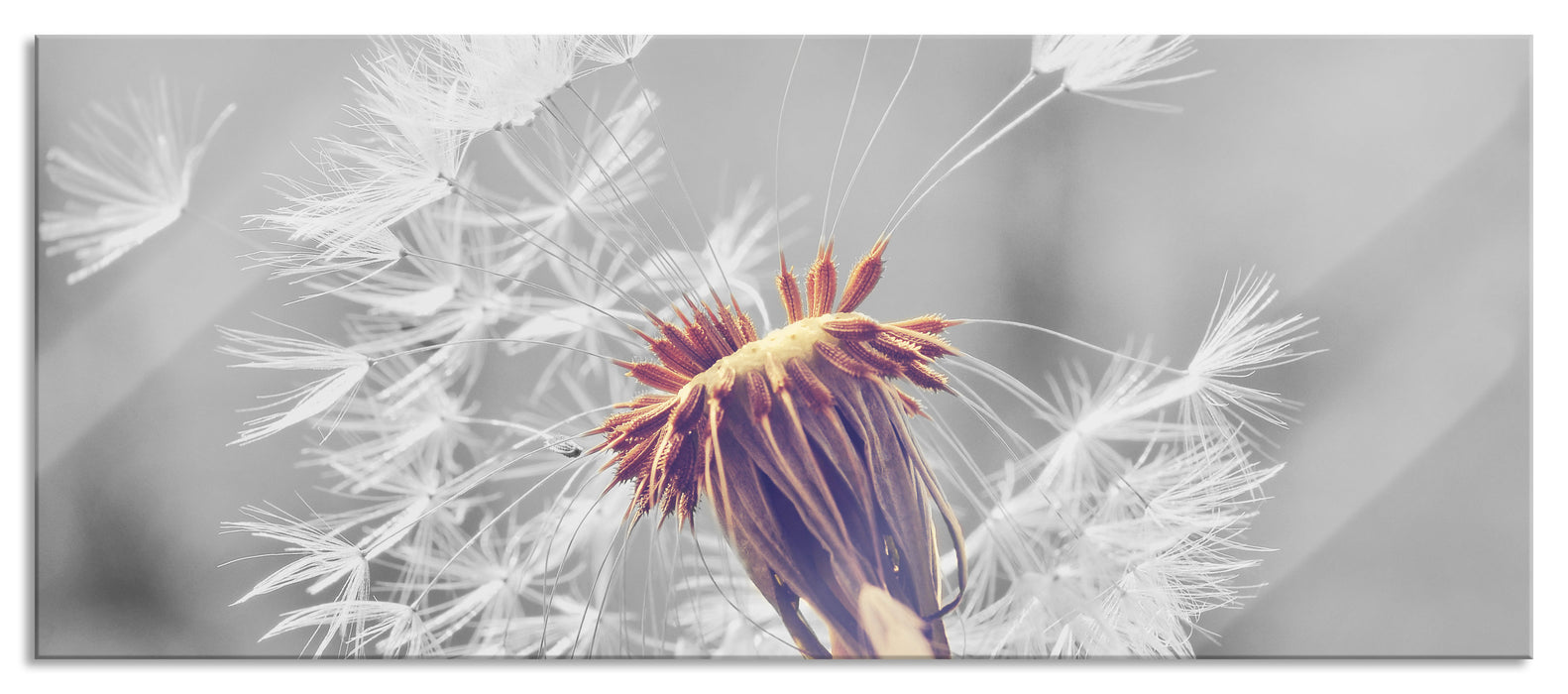 Pixxprint Herbst Löwenzahn, Glasbild Panorama