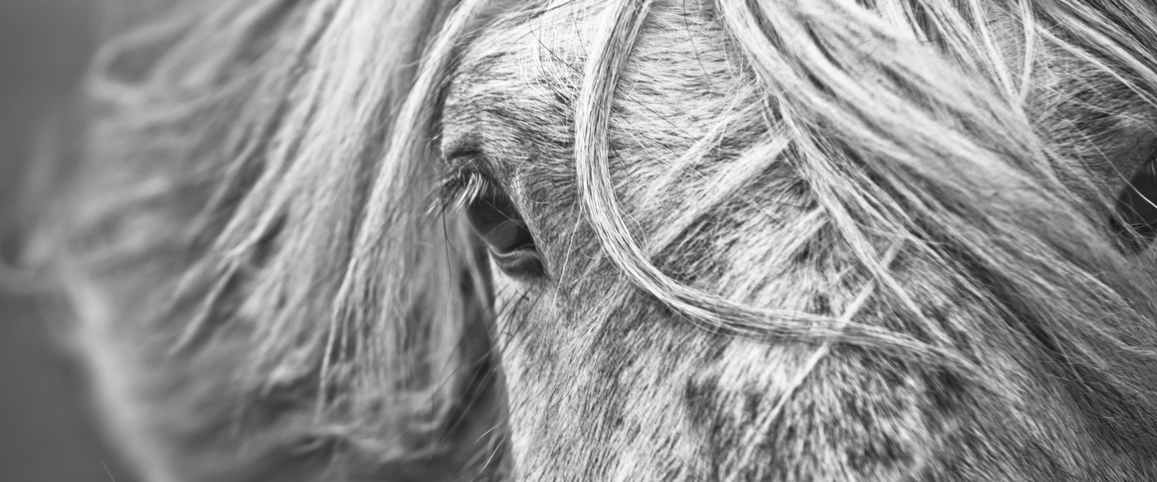 Islandpony in den Westfjorden, Glasbild Panorama