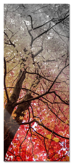 Pixxprint Feurige Herbstblätter, Glasbild Panorama