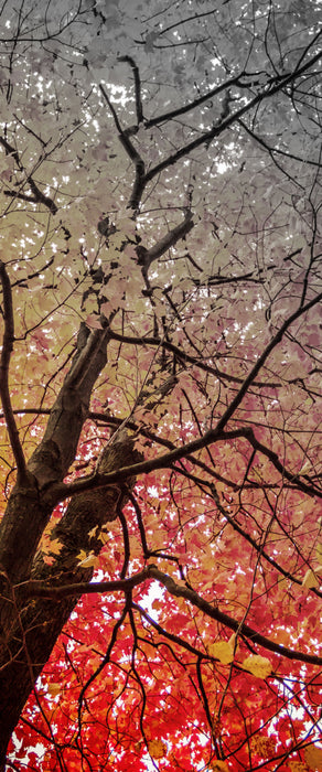 Feurige Herbstblätter, Glasbild Panorama