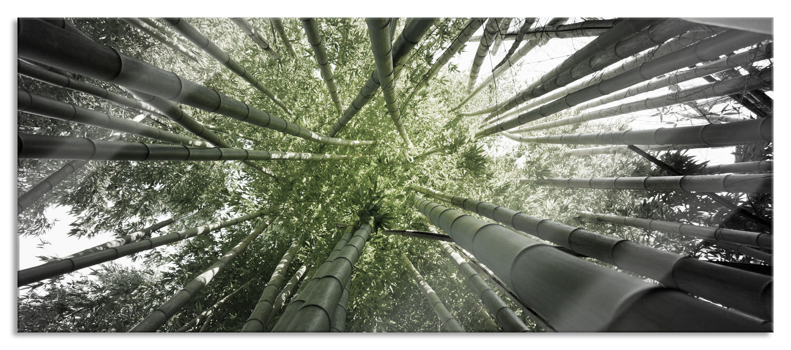 Pixxprint Grüner Bambus, Glasbild Panorama