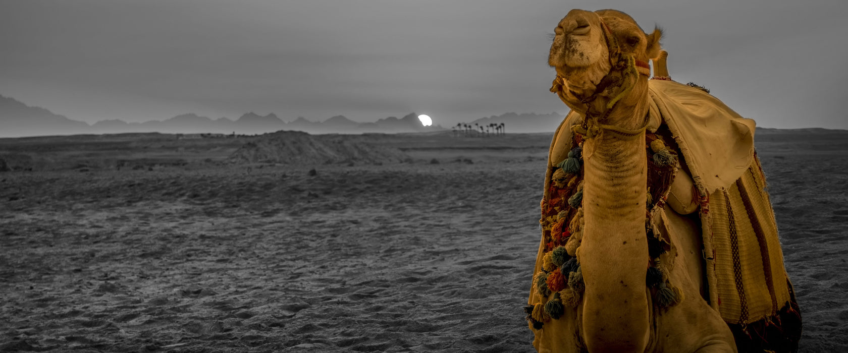 Kamel in Wüste bei Sonnenaufgang, Glasbild Panorama