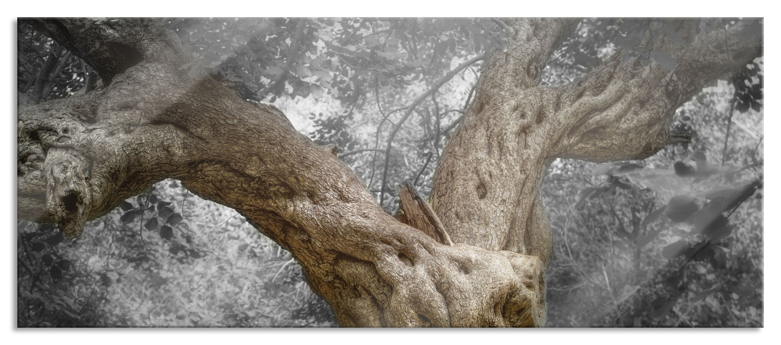 Pixxprint Mächtiger Baum im Wald, Glasbild Panorama