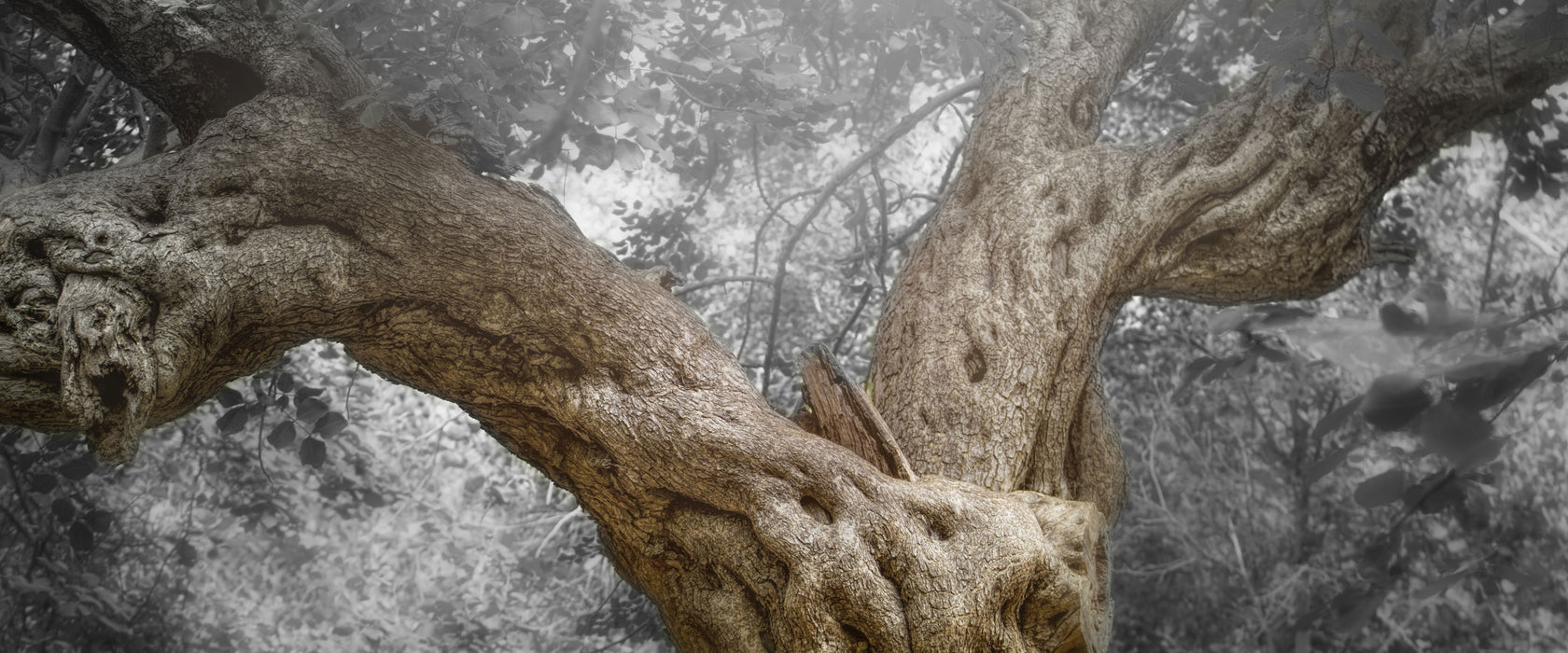 Mächtiger Baum im Wald, Glasbild Panorama