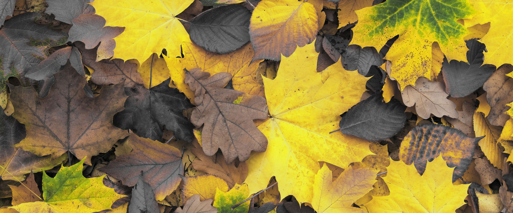 Herbstblätter, Glasbild Panorama