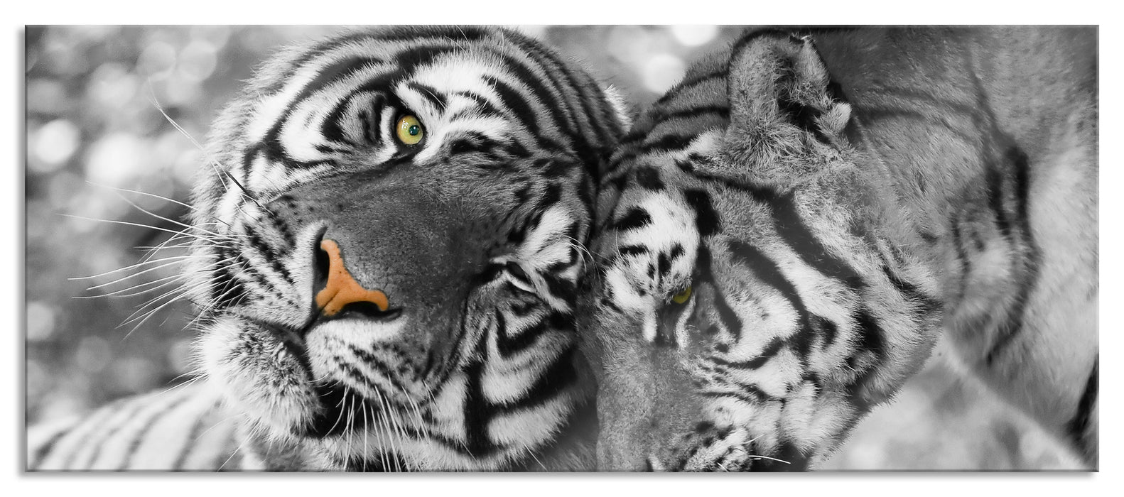 Pixxprint Zwei liebkosende Tiger, Glasbild Panorama