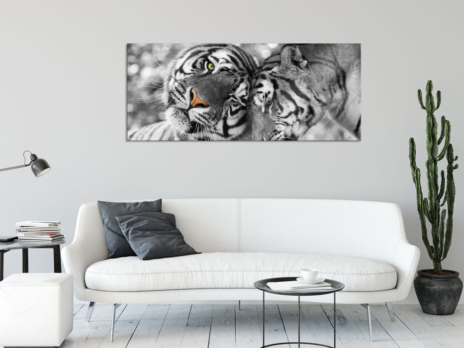 Zwei liebkosende Tiger, Glasbild Panorama