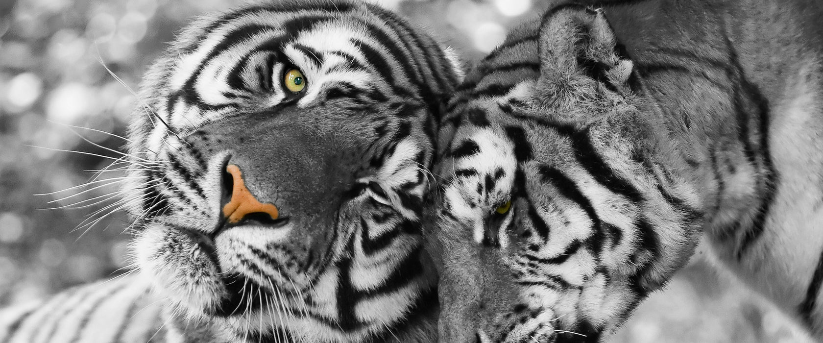 Zwei liebkosende Tiger, Glasbild Panorama