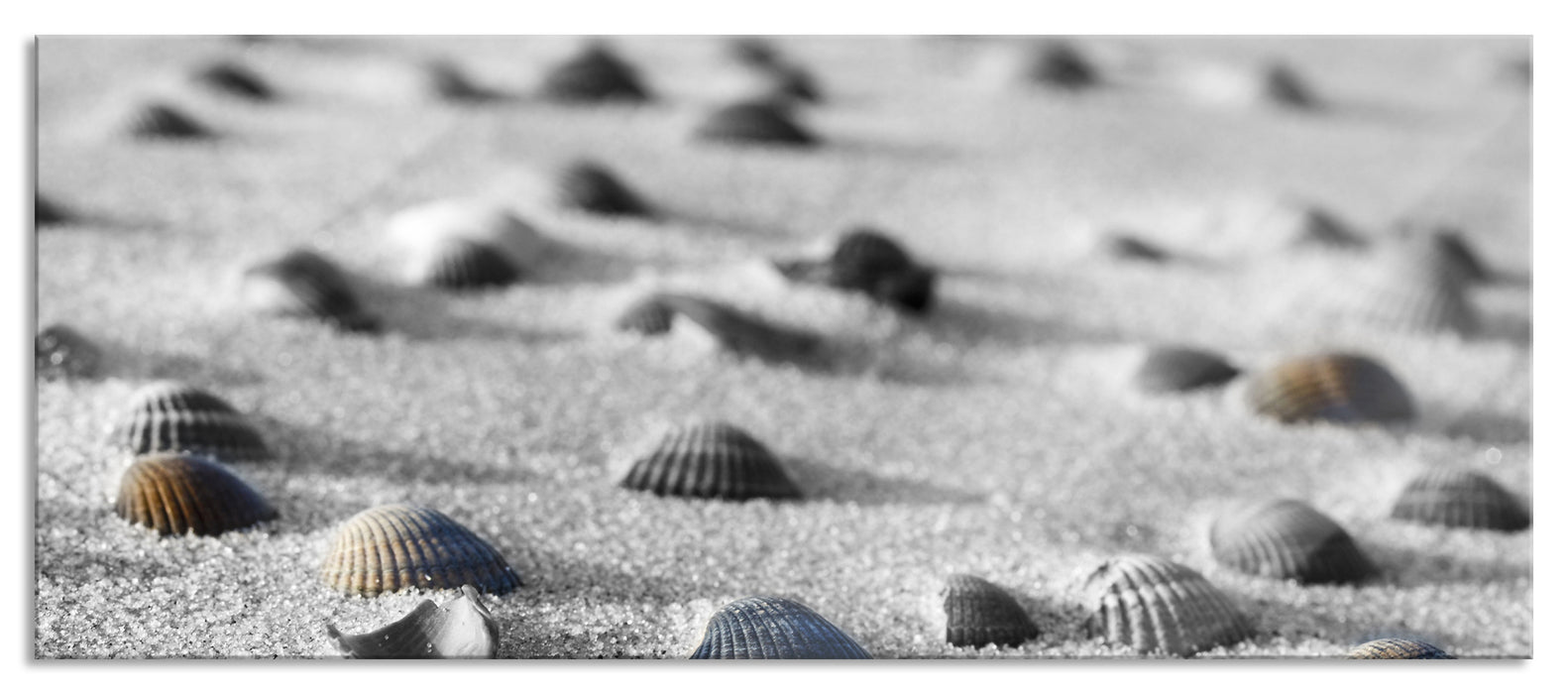 Pixxprint Muscheln im Sand, Glasbild Panorama