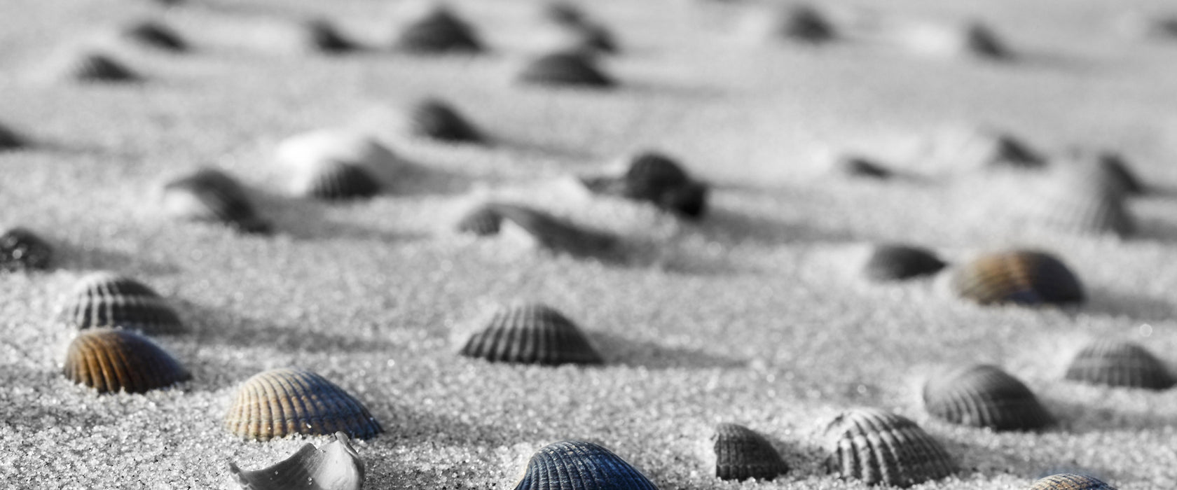 Muscheln im Sand, Glasbild Panorama