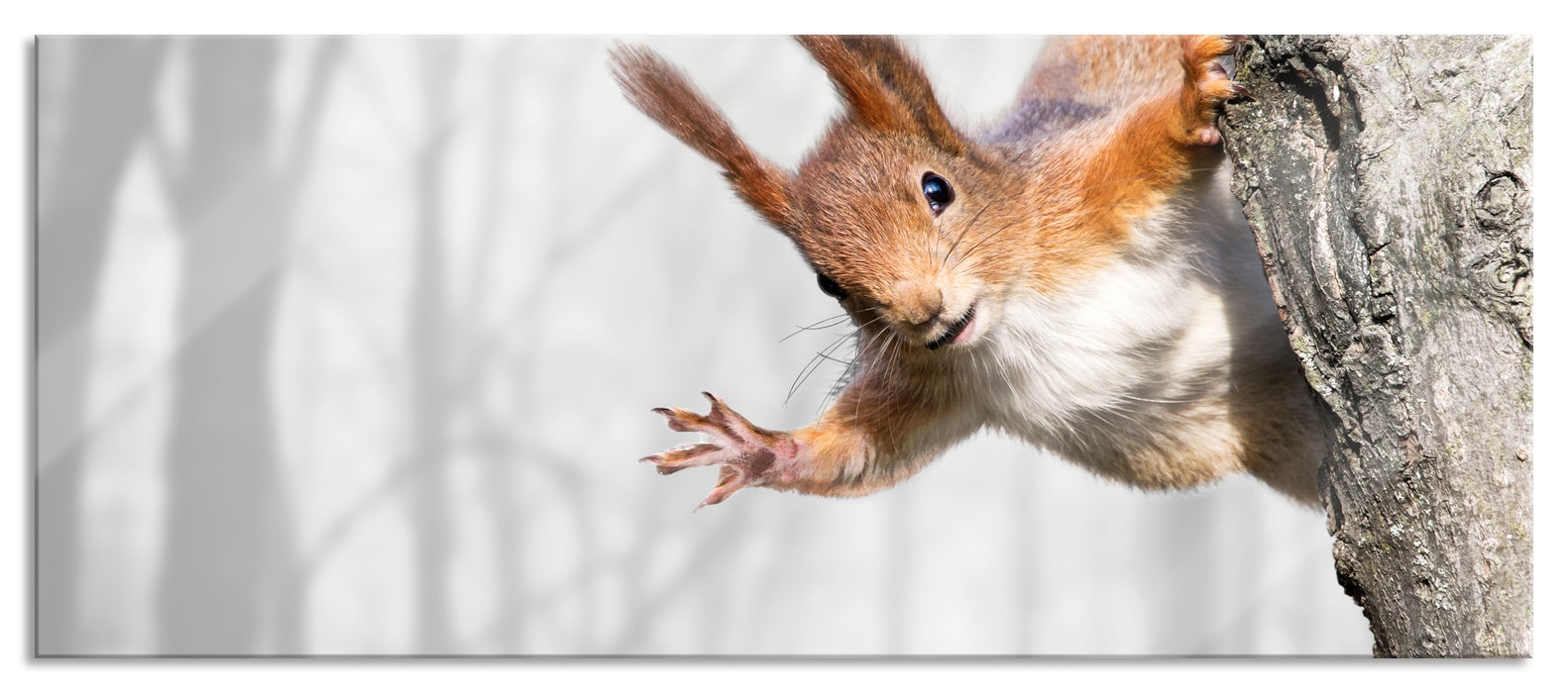 Pixxprint Neugierig rotes Eichhörnchen, Glasbild Panorama