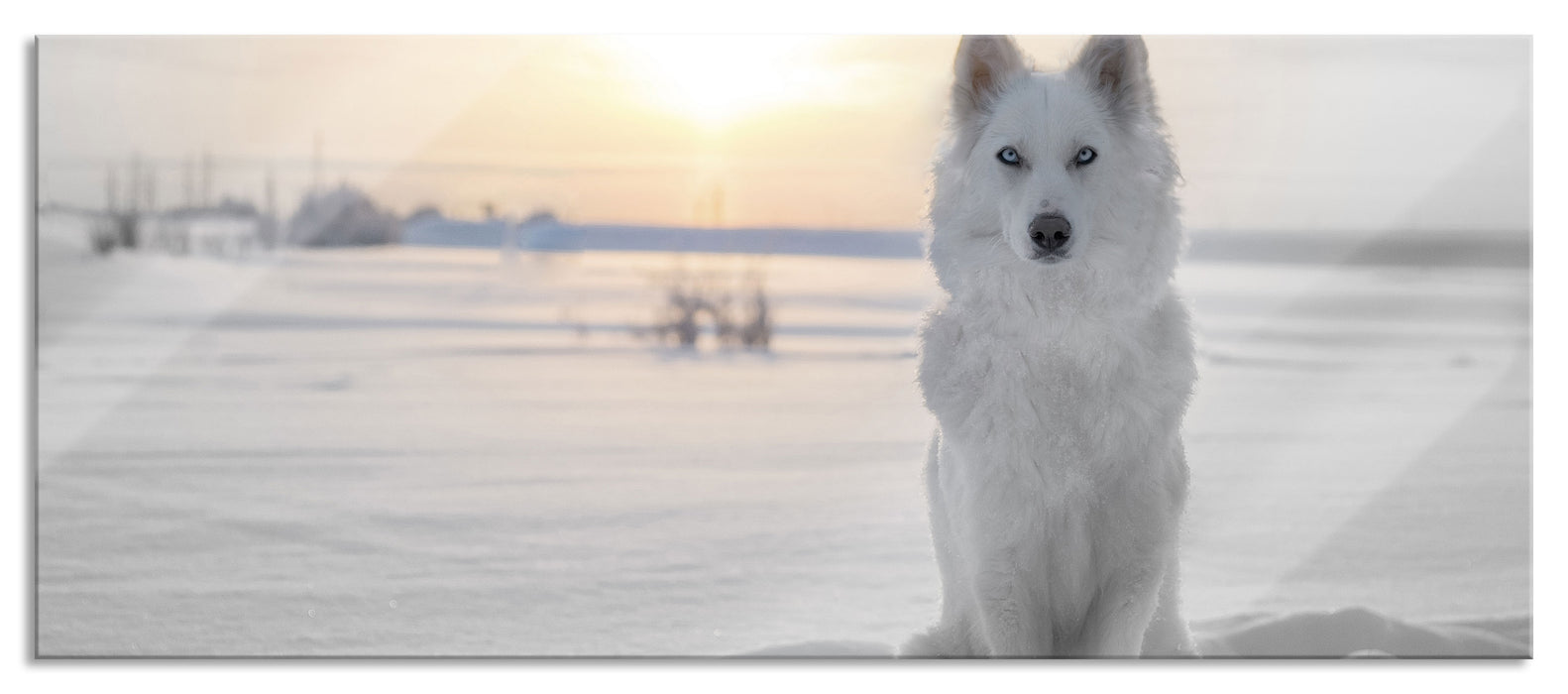 Pixxprint Weißer Wolf im Schnee, Glasbild Panorama